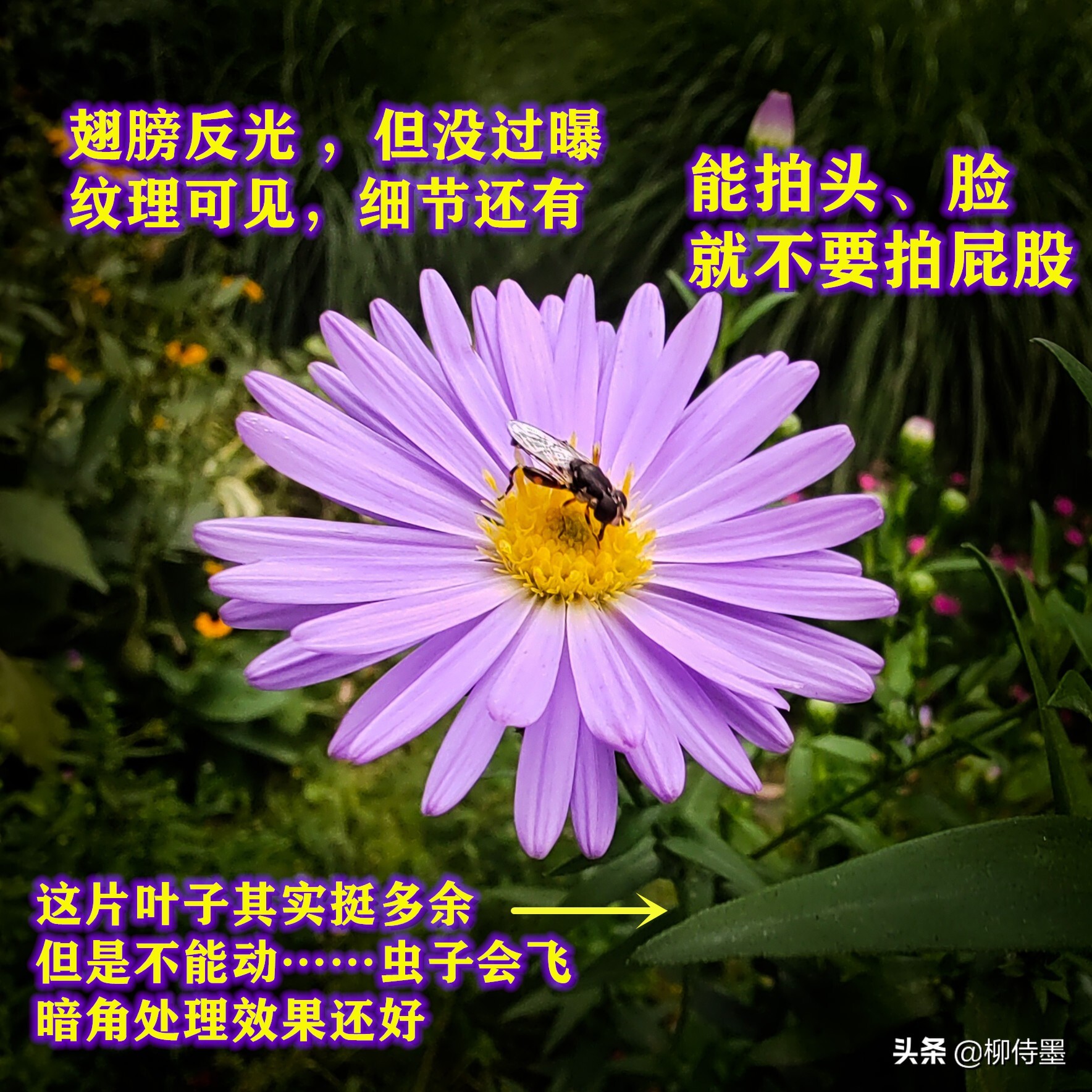 照片怎么能“显灵”？3个摄影技巧简单易学，拍照效果真好 第17张