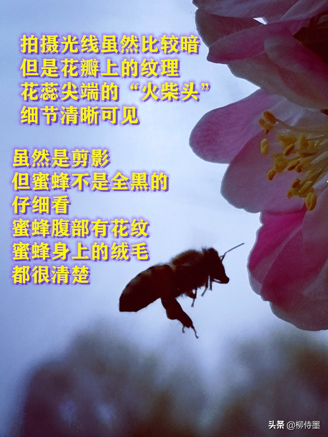 照片怎么能“显灵”？3个摄影技巧简单易学，拍照效果真好 第21张