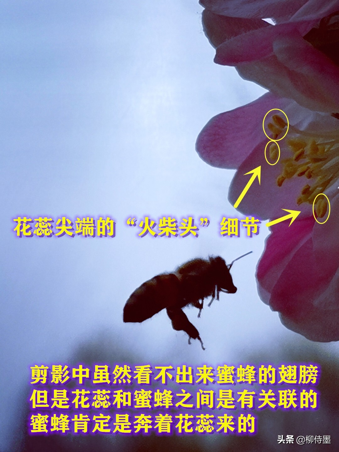 照片怎么能“显灵”？3个摄影技巧简单易学，拍照效果真好 第23张