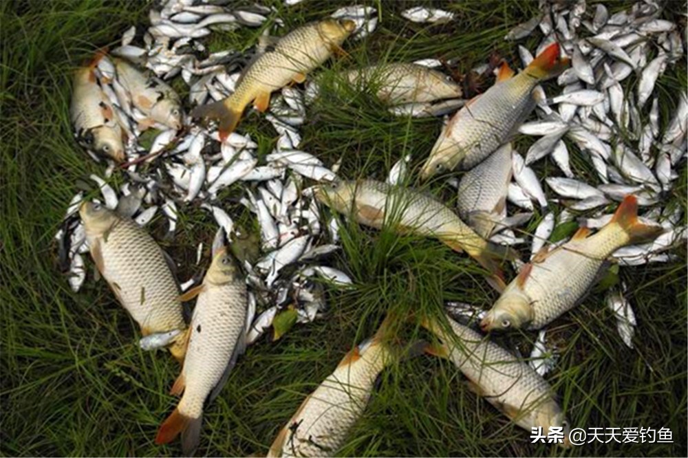 野钓技巧：民间用饵四大技巧，各有各的好，都适合用来钓大鱼 第1张