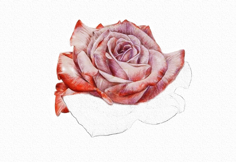 彩铅画玫瑰花教程步骤图 第13张