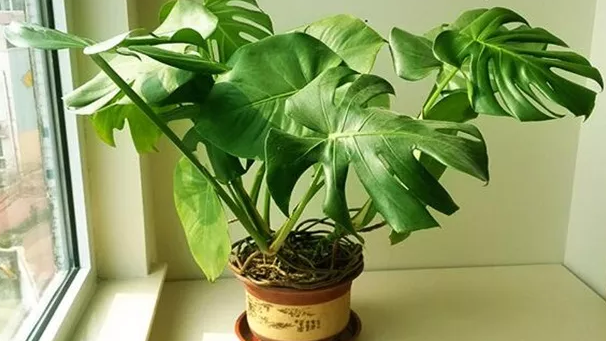 龟背竹的养殖方法和注意事项 第3张