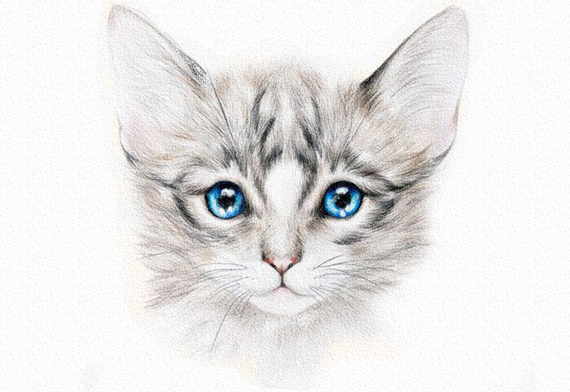 彩铅画猫教程一步一步图解 第1张
