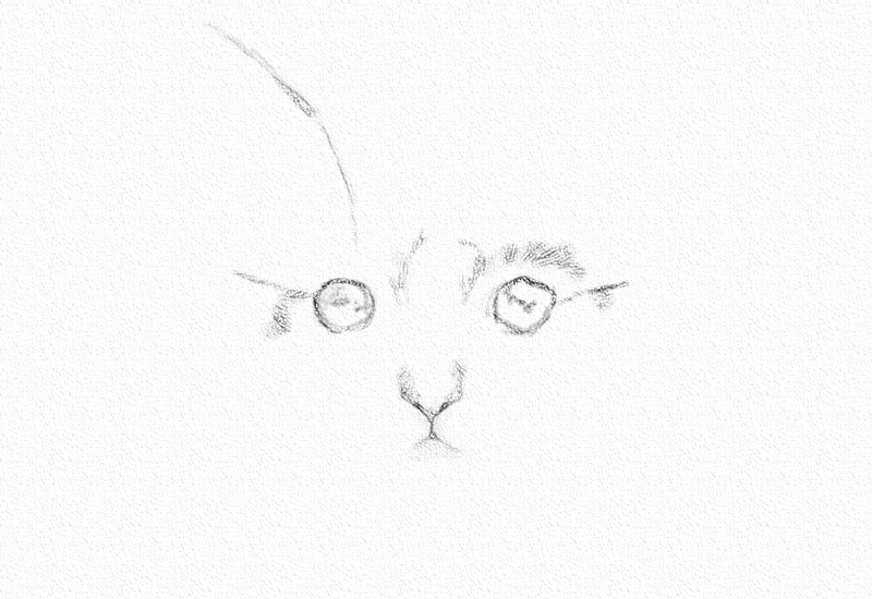 彩铅画猫教程一步一步图解 第3张