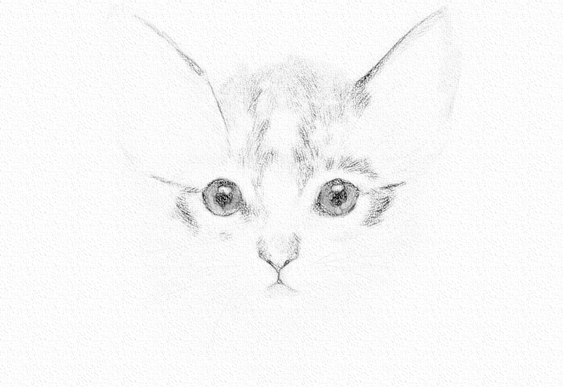 彩铅画猫教程一步一步图解 第5张