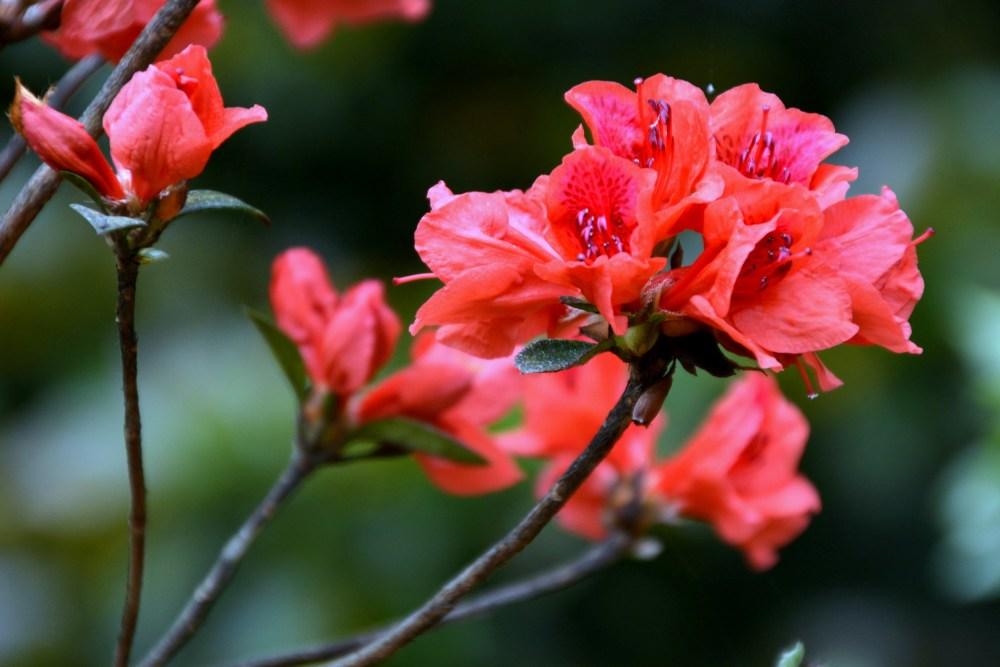 杜鹃花掉叶子是怎么回事（杜鹃花掉叶子原因及补救方法）