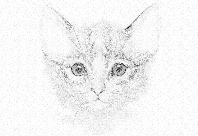彩铅画猫教程一步一步图解 第7张