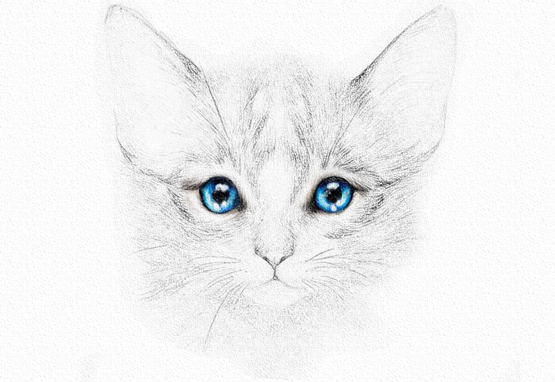 彩铅画猫教程一步一步图解 第11张