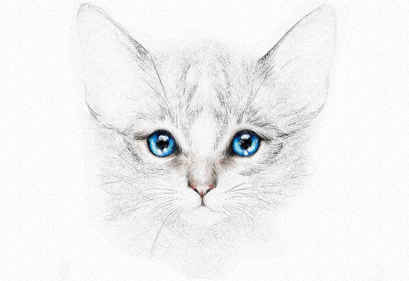 彩铅画猫教程一步一步图解 第13张