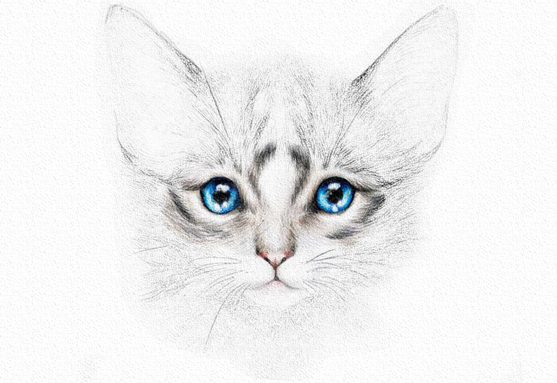 彩铅画猫教程一步一步图解 第15张