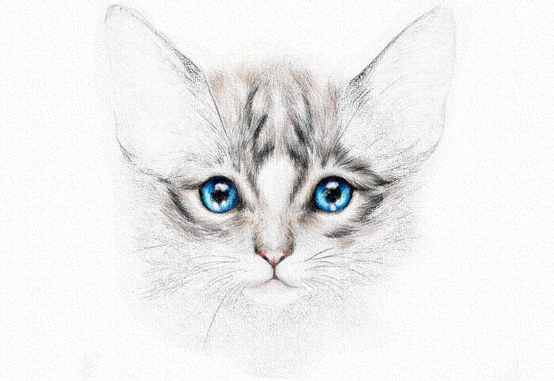 彩铅画猫教程一步一步图解 第17张