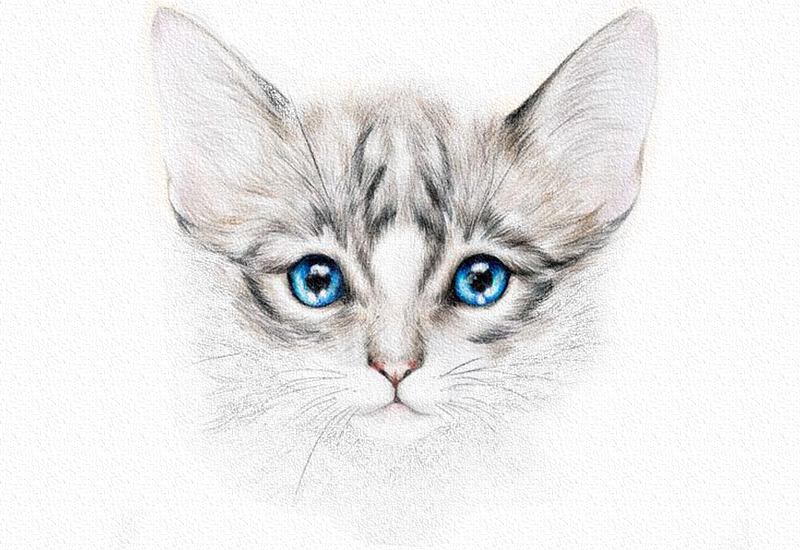 彩铅画猫教程一步一步图解 第19张