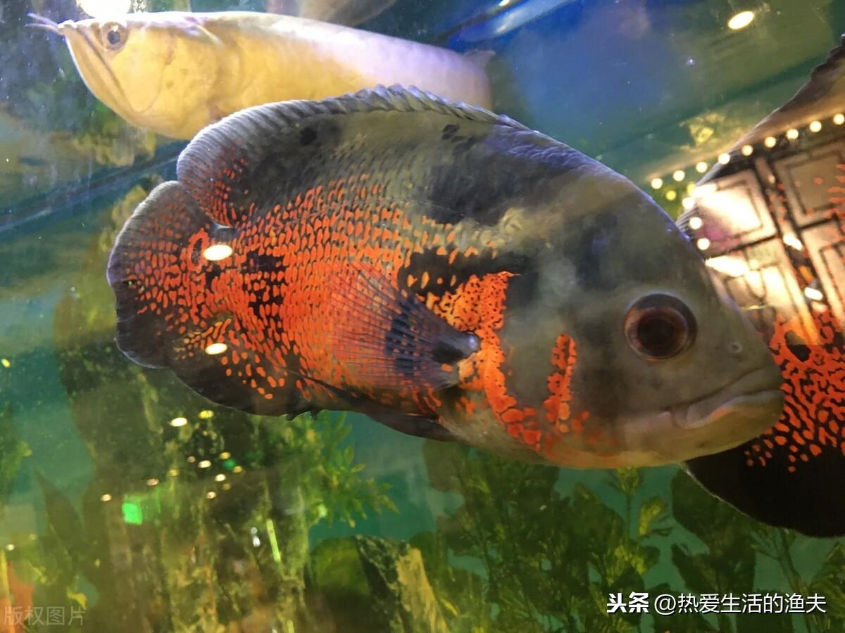 地图鱼饲养方法？ 第5张