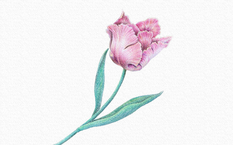彩铅画花朵详细步骤图片 第1张
