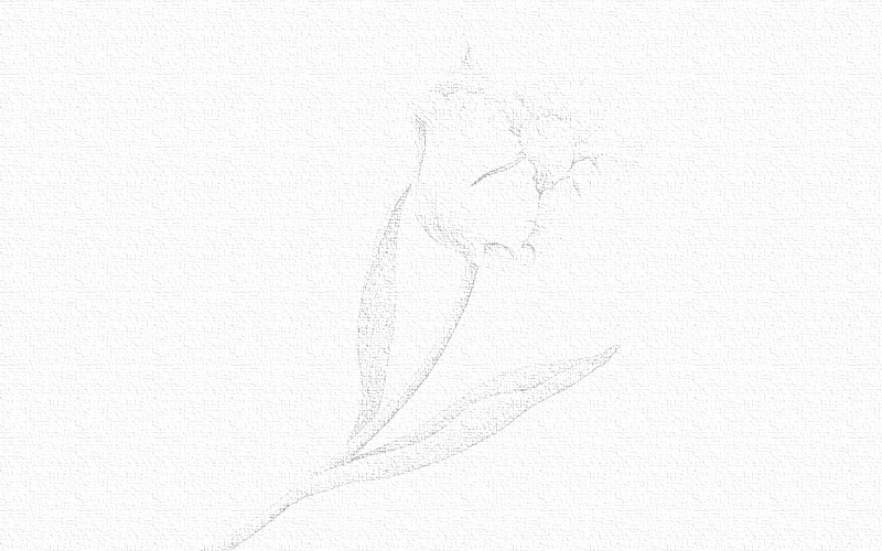 彩铅画花朵详细步骤图片 第3张