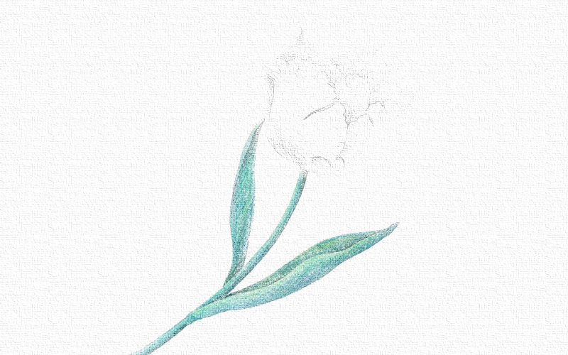 彩铅画花朵详细步骤图片 第5张