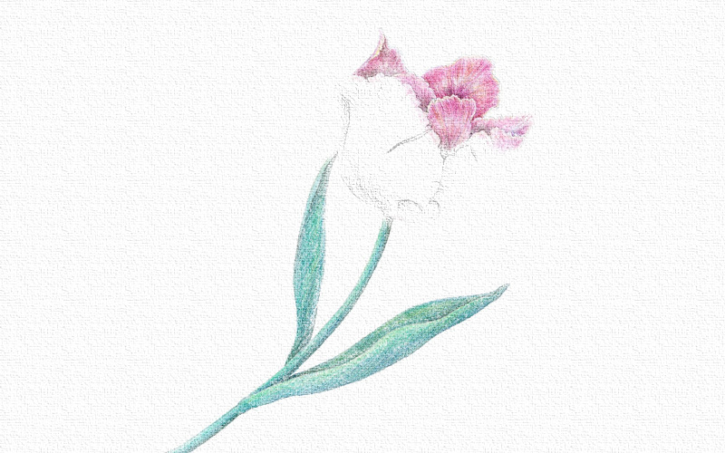 彩铅画花朵详细步骤图片 第7张
