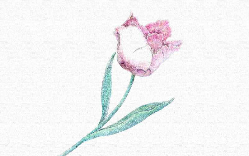 彩铅画花朵详细步骤图片 第9张