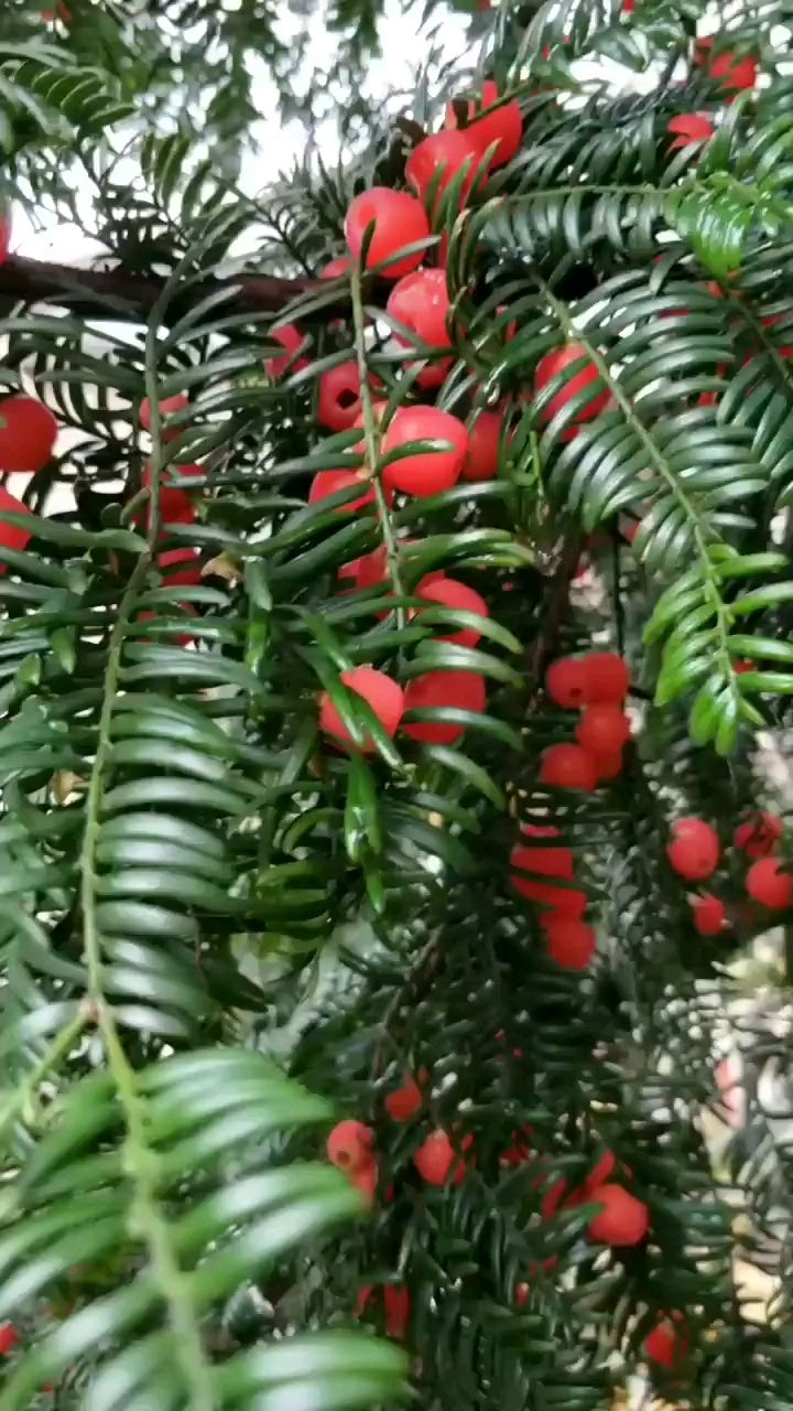 红豆杉想要养好，注意4要点，枝条挺拔叶子有型 第11张