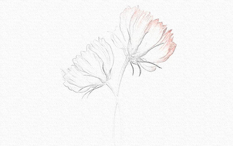 彩铅画花卉教程步骤图 第5张