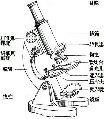 初中生物必背知识（二）生物体的结构层次 第1张