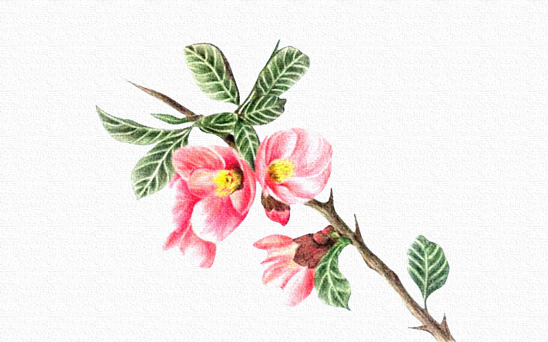 彩铅画桃花教程步骤图 第1张