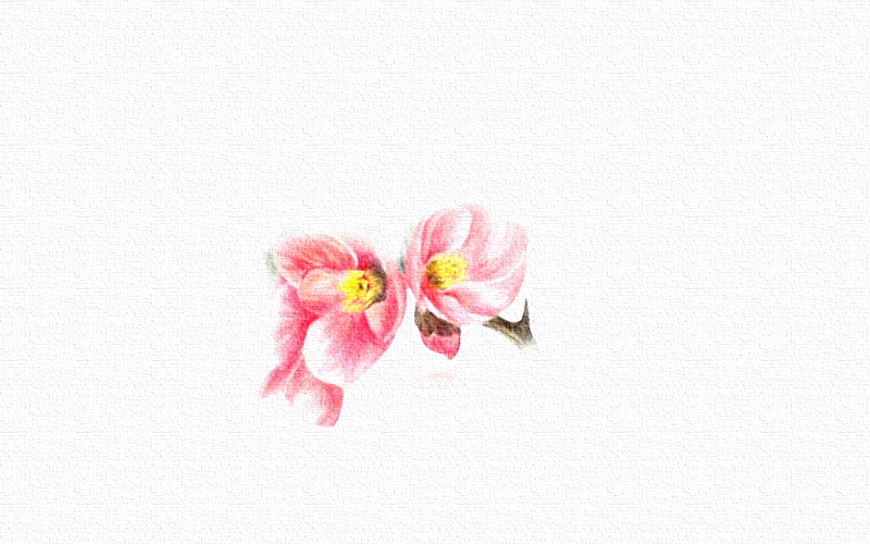 彩铅画桃花教程步骤图 第5张