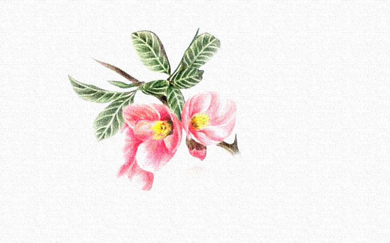 彩铅画桃花教程步骤图 第7张