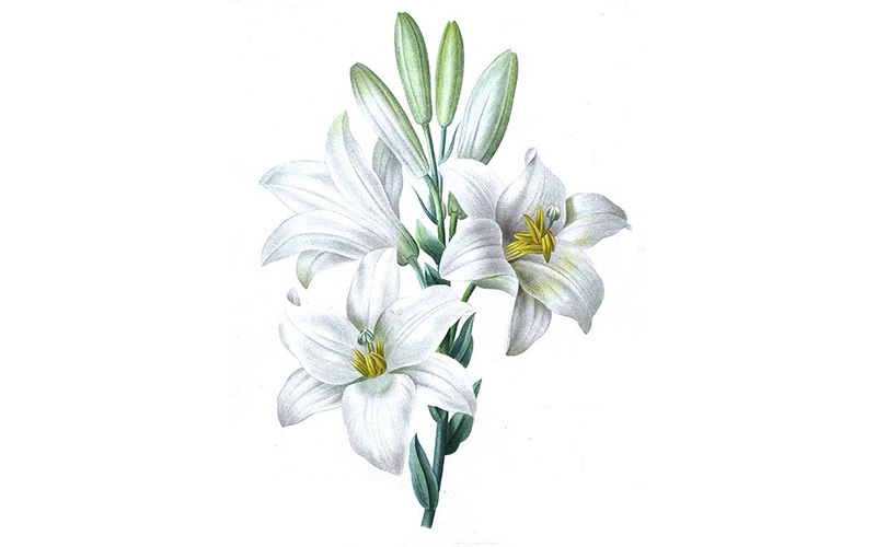 彩铅画百合花教程图解 第1张