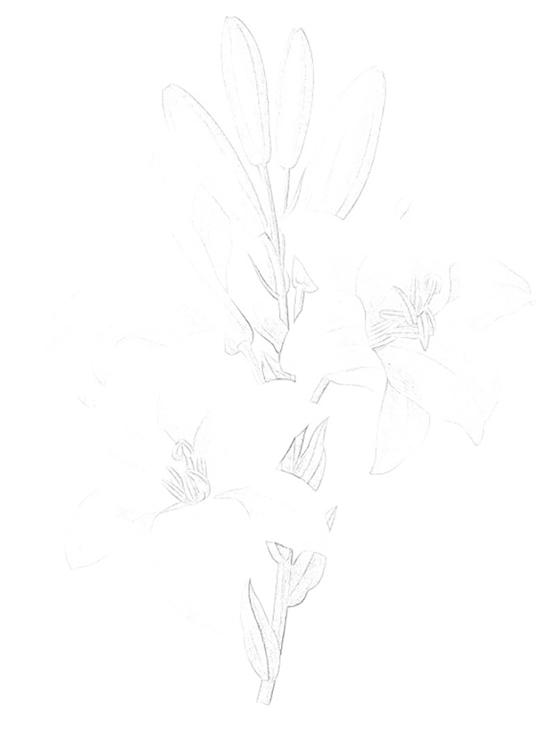 彩铅画百合花教程图解 第3张