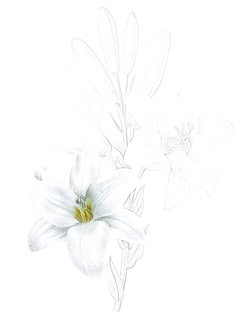 彩铅画百合花教程图解 第5张