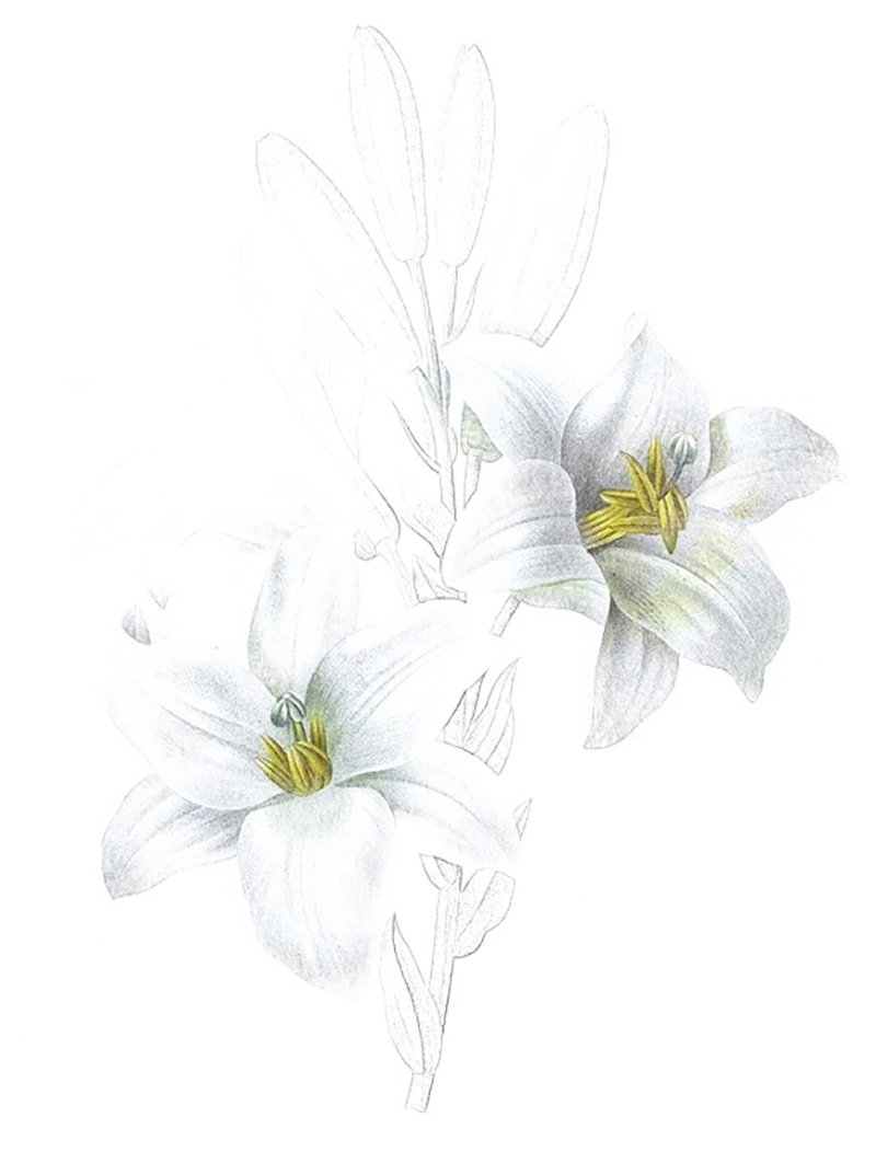 彩铅画百合花教程图解 第7张