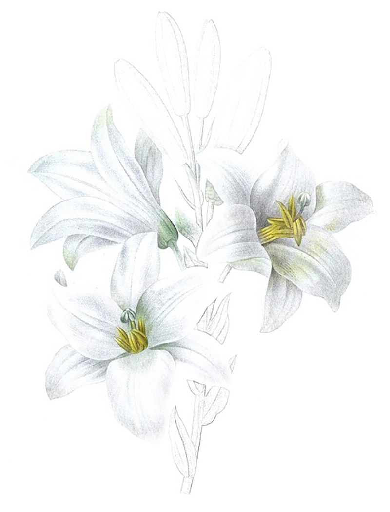 彩铅画百合花教程图解 第9张