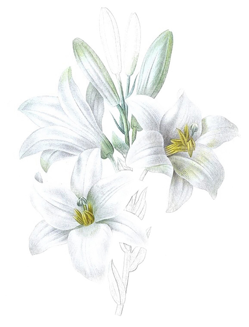 彩铅画百合花教程图解 第11张
