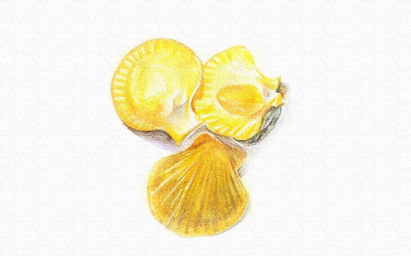 贝壳彩铅画-彩铅画扇贝 第1张