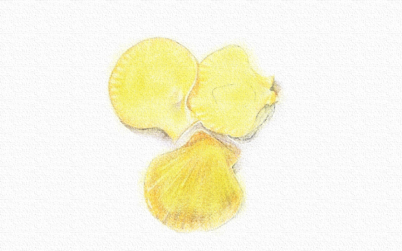 贝壳彩铅画-彩铅画扇贝 第5张