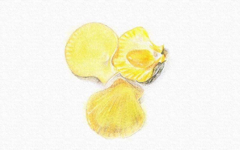 贝壳彩铅画-彩铅画扇贝 第7张