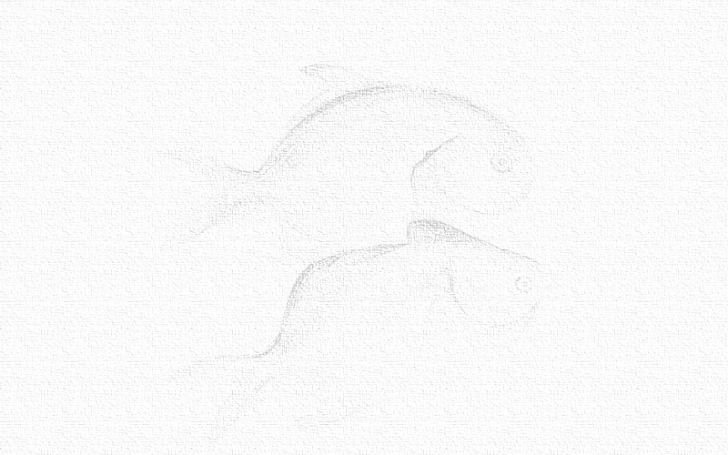 彩铅画鱼教程图解 第3张