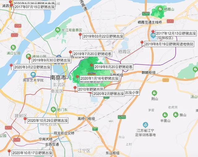 国内野猪局部泛滥，百万野猪频发人猪冲突，为何还是三有保护动物 第9张