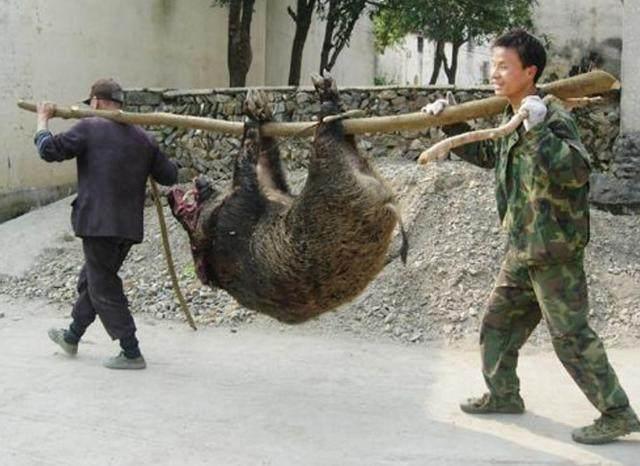 国内野猪局部泛滥，百万野猪频发人猪冲突，为何还是三有保护动物 第21张