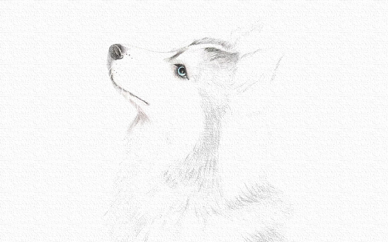 彩铅画哈士奇教程图解 第5张