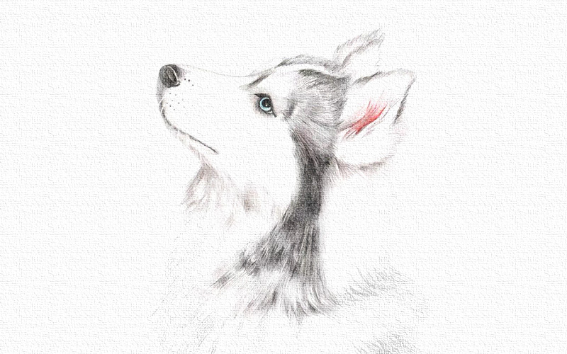彩铅画哈士奇教程图解 第9张