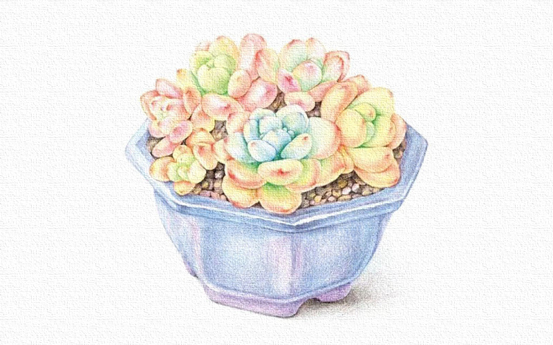 彩铅画多肉植物教程 步骤 第1张