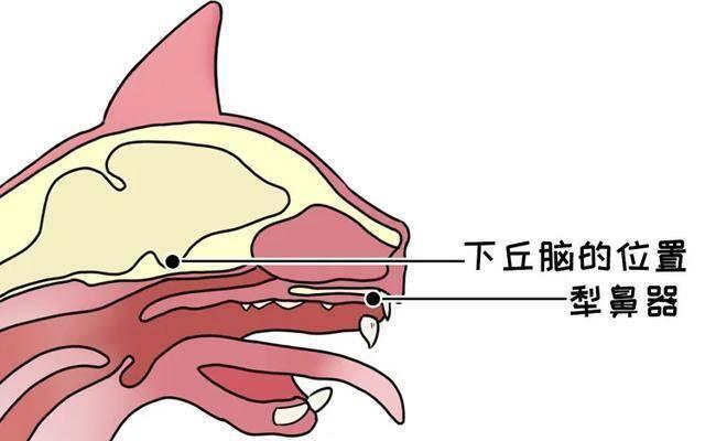 担忧的是什么？女人为何要隐藏排卵期？而其他动物都给了明确信号 第15张