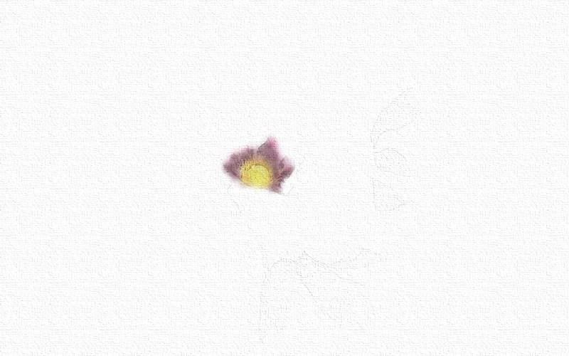 彩铅画牡丹花步骤图片 第5张