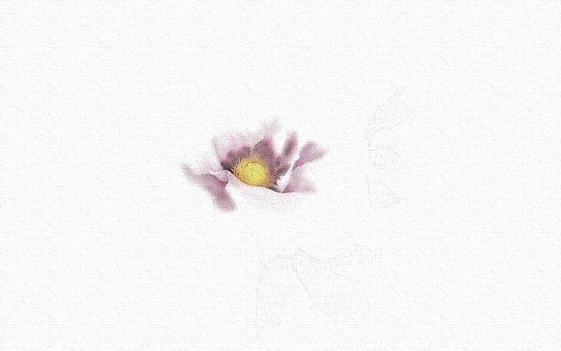 彩铅画牡丹花步骤图片 第7张