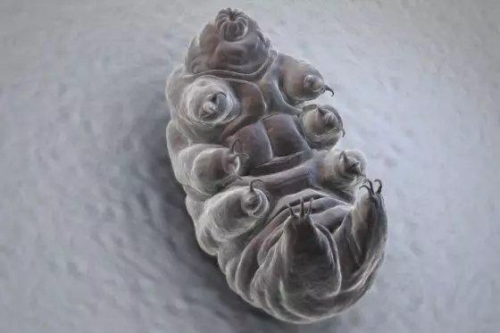 同样裸露在太空，人类仅存活15秒，水熊虫淡定产崽，为何这么强 第13张