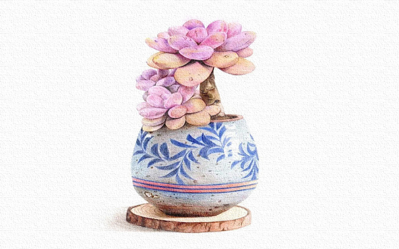彩铅画多肉植物教程 第1张