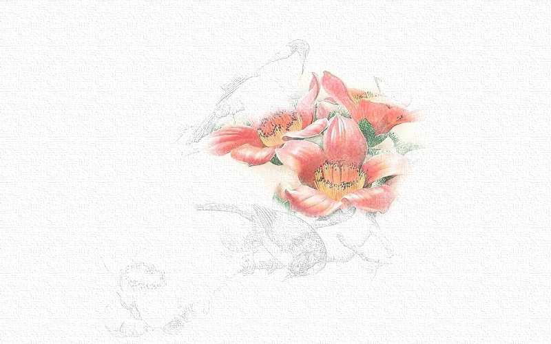 彩铅画花鸟步骤图 第7张
