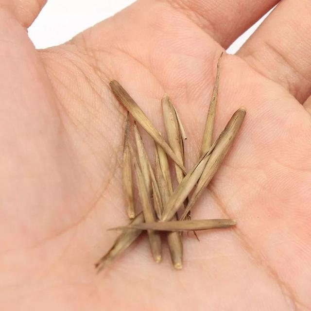 为什么鸡365天都在下蛋？也没看见公鸡和母鸡每天交配 第5张